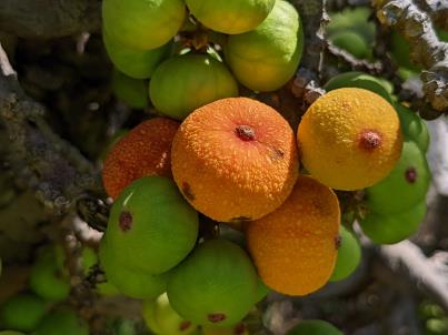 column Fruit