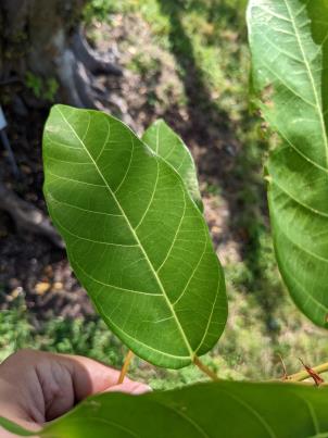column Leaf