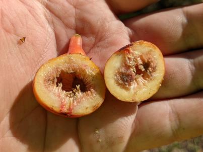column Fruit