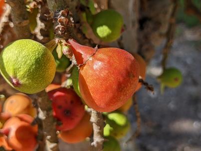Fruit