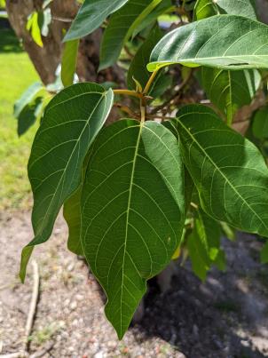 column Leaf