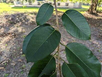 column Leaf