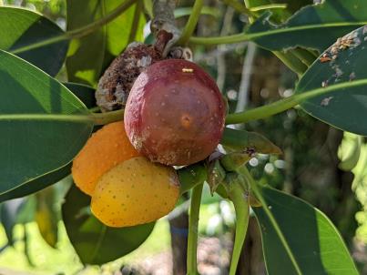 Click for 5 image(s) for this accession. Fruit