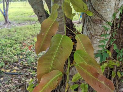 column Leaf