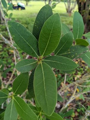 column Leaf