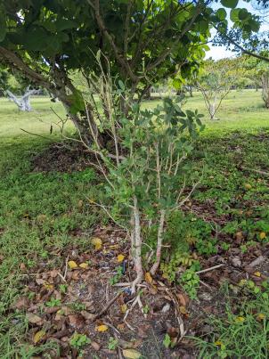 Plant