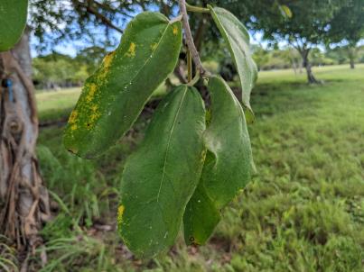 column Leaf