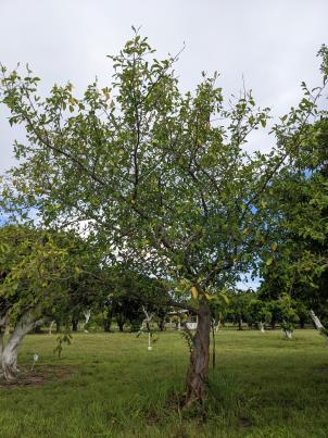 Plant