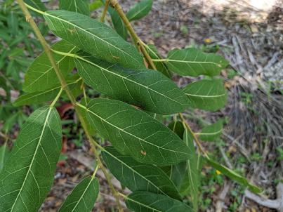 column Leaf
