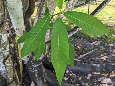 column Leaf