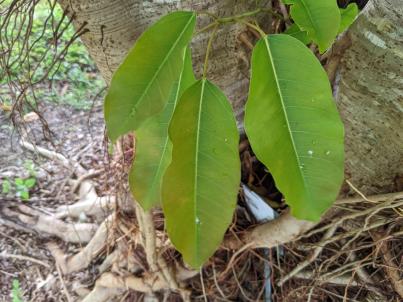 column Leaf