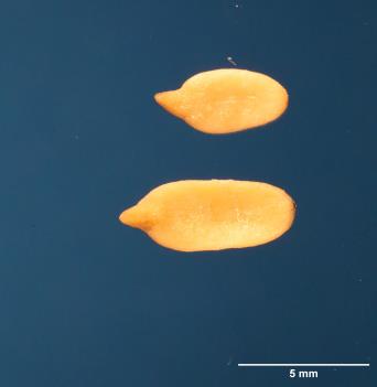 SEED