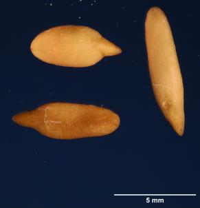 SEED