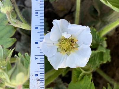 column FLOWER