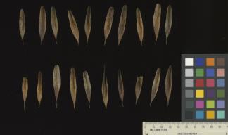 column SEED