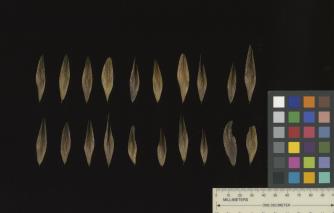 column SEED