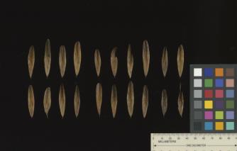 column SEED