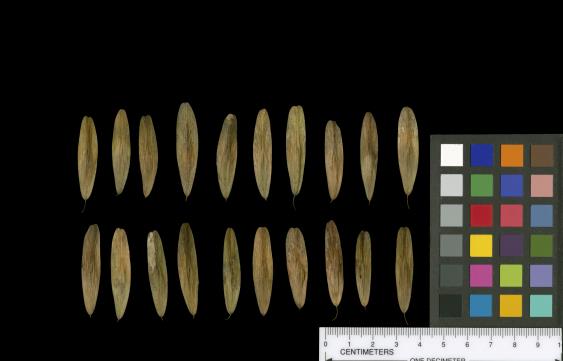 column SEED