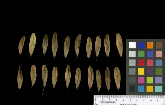 column SEED