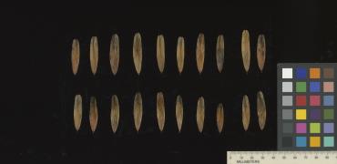 column SEED