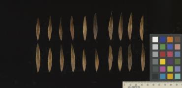 column SEED