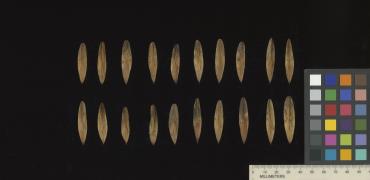 column SEED