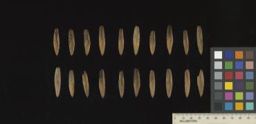 column SEED