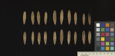 column SEED