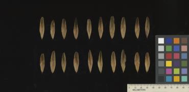 column SEED