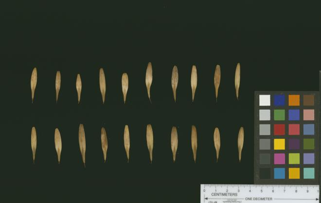 column SEED