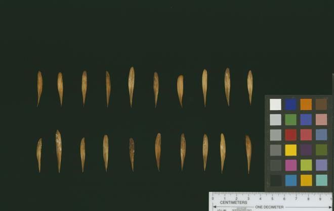 column SEED