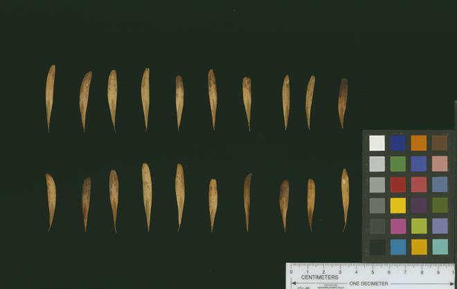 column SEED
