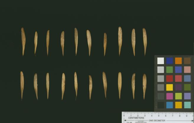 column SEED