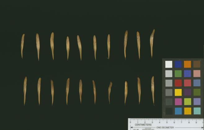 column SEED
