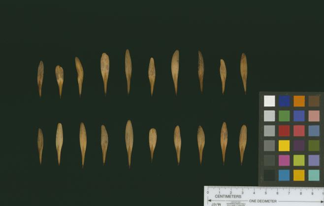 column SEED