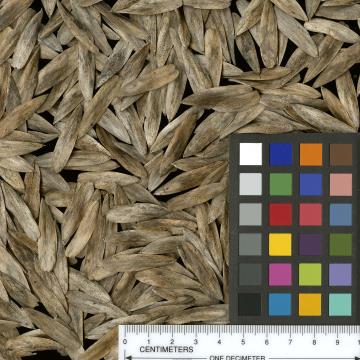 column SEED