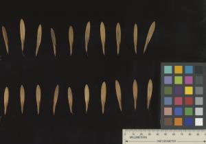 column SEED