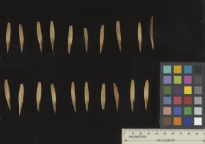 column SEED