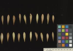 column SEED