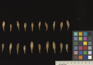 column SEED