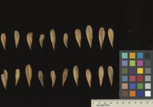 column SEED