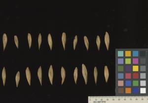 column SEED