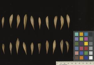 column SEED