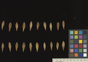 column SEED
