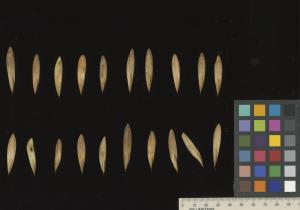 column SEED