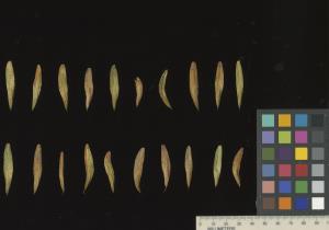 column SEED