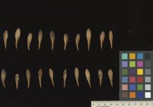 column SEED