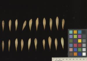 column SEED