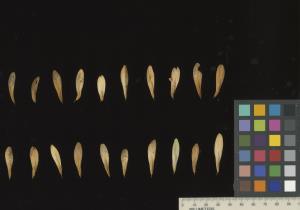 column SEED