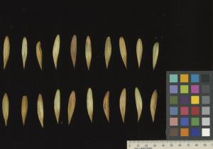 column SEED